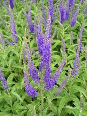 Veronica longifolia Blauriesin