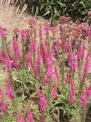Veronica spicata Heidekind
